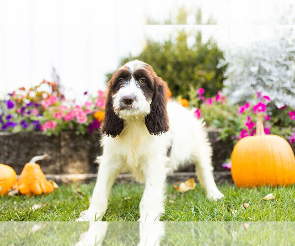 Medium Photo #5 Springerdoodle Puppy For Sale in NAPPANEE, IN, USA