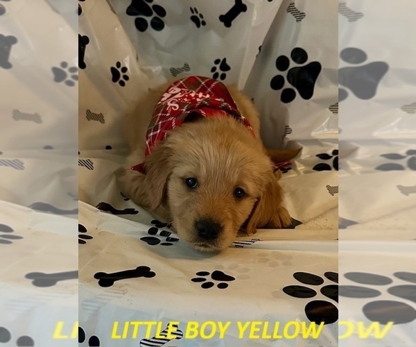 Medium Photo #1 Golden Retriever Puppy For Sale in WASHINGTON COURT HOUSE, OH, USA