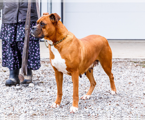 Medium Photo #1 Boxer Puppy For Sale in WAKARUSA, IN, USA