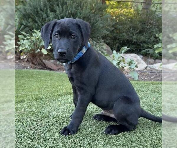 Medium Photo #6 Labrador Retriever-Unknown Mix Puppy For Sale in San Diego, CA, USA