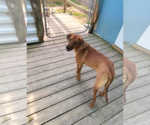 Small #4 Labrador Retriever Mix