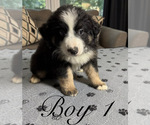 Small Photo #8 Miniature Australian Shepherd Puppy For Sale in SALISBURY, NC, USA