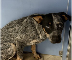 Mutt Dogs for adoption in San Bernardino, CA, USA