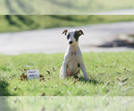 Small Photo #1 Whippet Puppy For Sale in JANESVILLE, WI, USA
