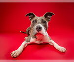 Small #11 American Pit Bull Terrier Mix
