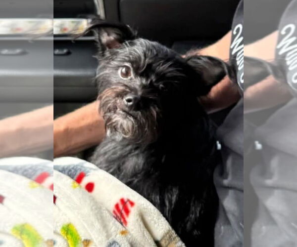 Medium Photo #1 Cairn Terrier-Unknown Mix Puppy For Sale in Sanford, FL, USA