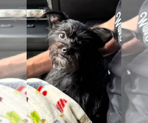 Cairn Terrier-Unknown Mix Dogs for adoption in Sanford, FL, USA