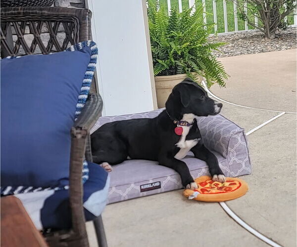 Medium Photo #4 Labrador Retriever-Unknown Mix Puppy For Sale in Oakhurst, NJ, USA