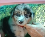 Small Photo #2 Australian Shepherd Puppy For Sale in SYLVA, NC, USA