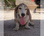 Small #14 Basset Hound