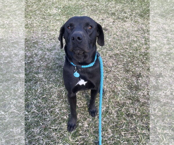 Medium Photo #1 Mutt Puppy For Sale in Rockaway, NJ, USA