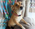 Small #2 Chihuahua Mix