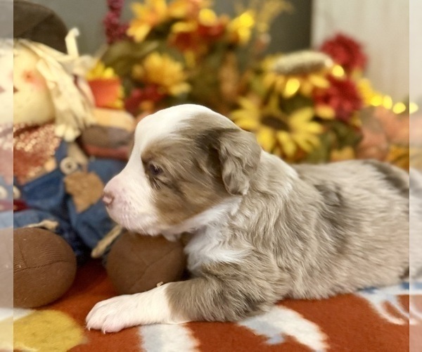 Medium Photo #35 Miniature Australian Shepherd Puppy For Sale in ANTHONY, FL, USA