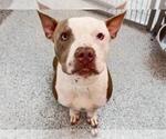 BEETLEJUICE - Male Mutt Dog for Adoption - Small photo