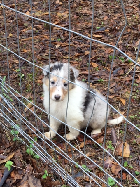 Medium Photo #1 Collie Puppy For Sale in TERRY, MS, USA