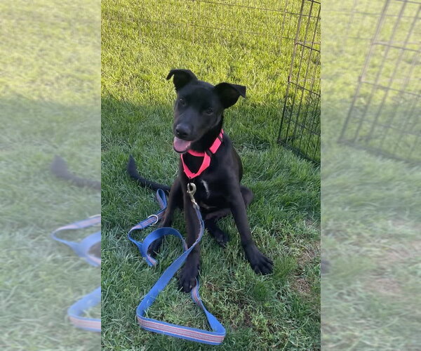 Medium Photo #1 Shepradors Puppy For Sale in New London, WI, USA