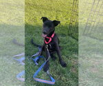 Small Shepradors
