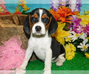 Beagle Puppy for sale in HAMMOND, IN, USA