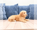 Small Photo #30 Goldendoodle (Miniature) Puppy For Sale in MILLERSBURG, OH, USA