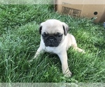 Small Photo #10 Pug Puppy For Sale in DAYTON, VA, USA
