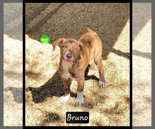 Medium Photo #2 Labrador Retriever-Unknown Mix Puppy For Sale in Granbury, TX, USA