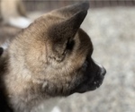 Small Photo #10 Akita Puppy For Sale in PORT LUDLOW, WA, USA