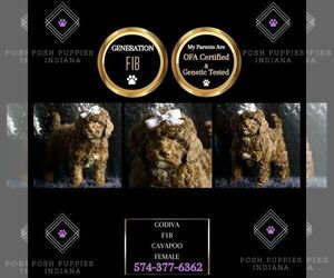 Cavapoo Puppy for sale in WARSAW, IN, USA