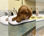Small Photo #3 Irish Setter Puppy For Sale in COUPEVILLE, WA, USA