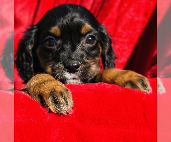 Medium Photo #10 Cavalier King Charles Spaniel Puppy For Sale in FRESNO, OH, USA
