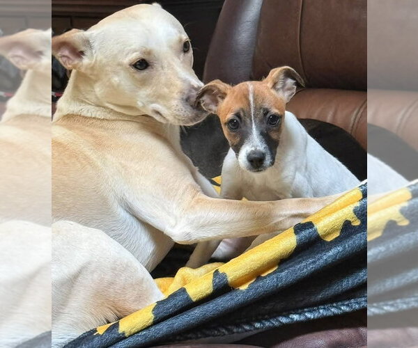 Medium Photo #3 Jack Russell Terrier-Unknown Mix Puppy For Sale in Germantown, OH, USA