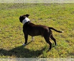 Small Photo #3 Staffordshire Bull Terrier Puppy For Sale in CONWAY, SC, USA