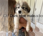 Small Photo #15 Great Pyrenees Puppy For Sale in KIRBYVILLE, MO, USA