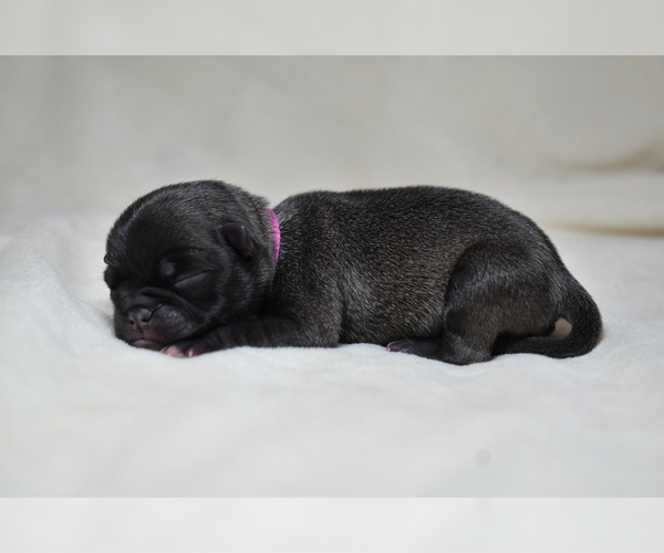 Medium Photo #1 Pug Puppy For Sale in PALM COAST, FL, USA