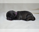 Image preview for Ad Listing. Nickname: Sugar Pie