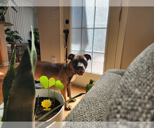 Medium Photo #8 Boxer-Unknown Mix Puppy For Sale in Holly Springs, NC, USA