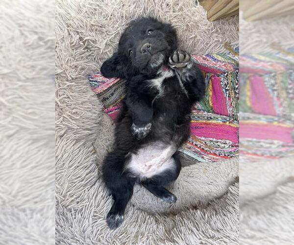 Medium Photo #1 American Staffordshire Terrier-Labrador Retriever Mix Puppy For Sale in San Antonio, TX, USA