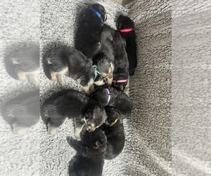 German Shepherd Dog Puppy for sale in INDIANA, PA, USA