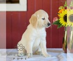 Small #2 Golden Retriever