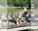 Small #3 French Bulldog