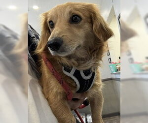 Dachshund-Unknown Mix Dogs for adoption in Los Angeles, CA, USA