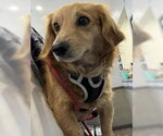 Small Dachshund Mix