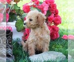 Small Photo #2 Labradoodle-Poodle (Miniature) Mix Puppy For Sale in CHRISTIANA, PA, USA