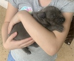 Small Photo #5 Great Dane Puppy For Sale in MCDONOUGH, GA, USA
