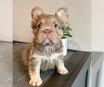 Small #1 French Bulldog