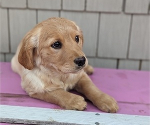 Golden Retriever Dog for Adoption in VERSAILLES, Missouri USA
