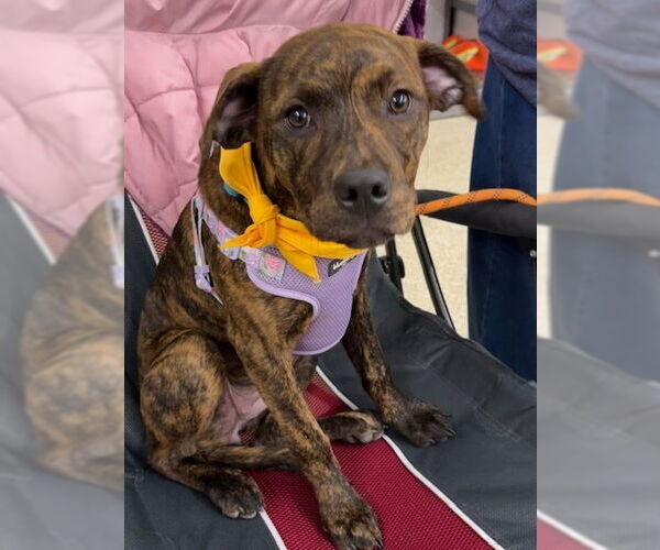 Medium Photo #29 American Staffordshire Terrier-Labrador Retriever Mix Puppy For Sale in Brewster, NY, USA