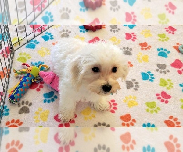 Medium Photo #12 Maltipoo (Toy) Puppy For Sale in ORO VALLEY, AZ, USA
