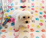 Small #11 Maltipoo (Toy)