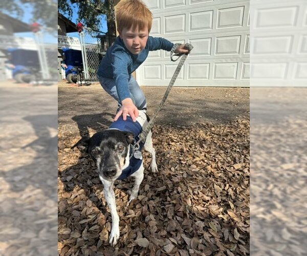 Medium Photo #2 Jack Russell Terrier-Unknown Mix Puppy For Sale in  Ramona, CA, USA