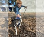 Small #1 Jack Russell Terrier Mix